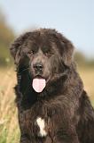 DOGUE DU TIBET 676